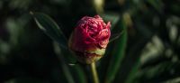 02_Pfingstrose_Paeonia