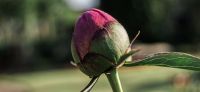 04_Pfingstrose_Paeonia