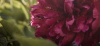 06_Pfingstrose_Paeonia