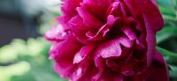 09_Pfingstrose_Paeonia