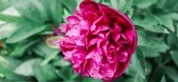 10_Pfingstrose_Paeonia