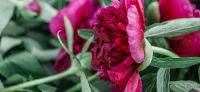 11_Pfingstrose_Paeonia