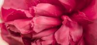 13_Pfingstrose_Paeonia