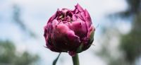 19_Pfingstrose_Paeonia