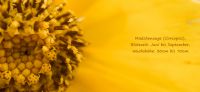 04_maedchenauge_coreopsis