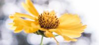 05_maedchenauge_coreopsis