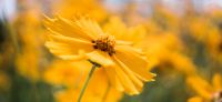 06_maedchenauge_coreopsis