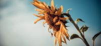 01_sonnenblume_helianthus