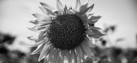 02_sonnenblume_helianthus