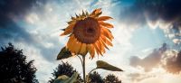 03_sonnenblume_helianthus