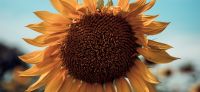 05_sonnenblume_helianthus