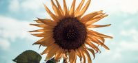 06_sonnenblume_helianthus