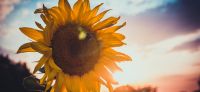 09_sonnenblume_helianthus