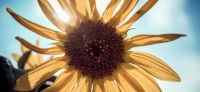 11_sonnenblume_helianthus