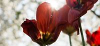 02_tulpe_tulipa