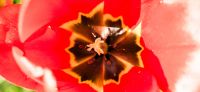 03_tulpe_tulipa