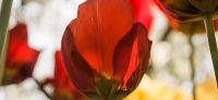 04_tulpe_tulipa