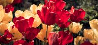 06_tulpe_tulipa