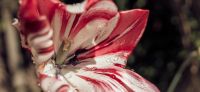 09_tulpe_tulipa