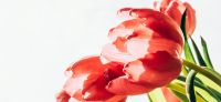 10_tulpe_tulipa
