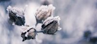 01_winter_im_garten