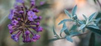 35_nachher_bepflanzung_sommerflieder_buddleja