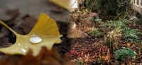 29_gartengestaltung_herbst_ginkgo