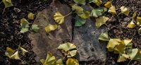 30_polygonalplatten_herbst_ginkgo