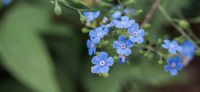 12_natursteinmauer_mediterran_planzplanung_stauden_brunnera_macrophylla