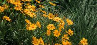 16_vorgarten_mediterran_planzplanung_stauden_coreopsis_grandiflora