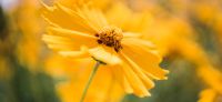 17_vorgarten_mediterran_planzplanung_stauden_coreopsis_grandiflora