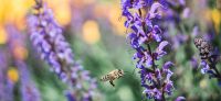 20_vorgarten_mediterran_planzplanung_stauden_bluetenwunder_biene_salvia_nemorosa