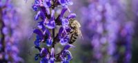 21_vorgarten_mediterran_planzplanung_stauden_bluetenwunder_biene_salvia_nemorosa