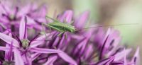 20_pflanzplanung_allium_giganteum_natur_gartenbesucher_lavalit_gartengestaltung_gartenplanung