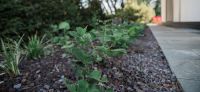 29_wegebau_quarzitplatten_pflanzplanung_brunnera_macrophylla_gartengestaltung_gartenplanung