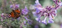 24_gartenplanung_modern_stelen_sichtschutz_gartenkunst_gartenarchitektur_nepeta