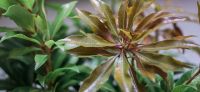 15_pflanzkuebel_lichthof_pieris_forest_flame