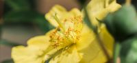 18_pflanzarbeiten_schleierkraut_hypericum_hidcote_gartenplanung