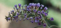 19_pflanzarbeiten_buddleja_davidii_gartenplanung