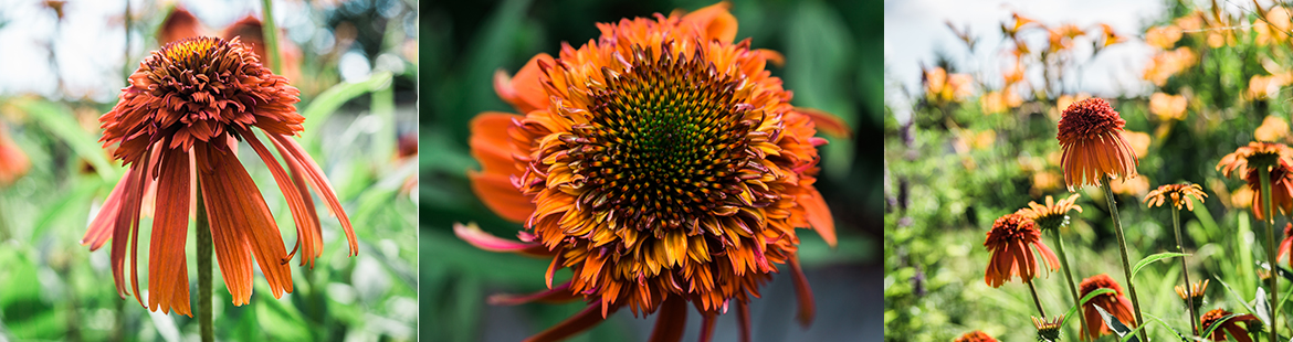 Langblühend und immunsystemstärkend: Der Sonnenhut (Echinacea)