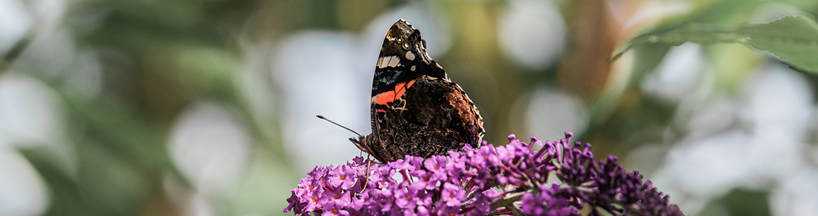 admiral-vanessa-atalanta-schmetterling