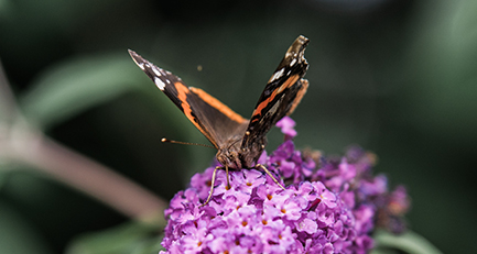 admiral-vanessa-atalanta-schmetterling