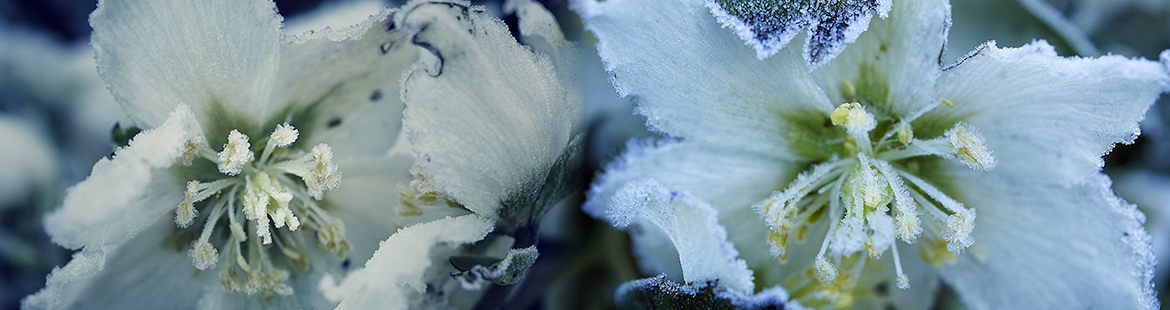 Schöne Gehölze für den Winter - Gartengestaltung Theim