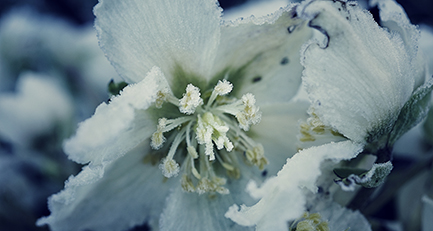 Schöne Gehölze für den Winter - Gartengestaltung Theim