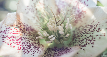 Frostigschöne Blütengrüße zu Beginn eines jeden neuen Jahres: Christrosen