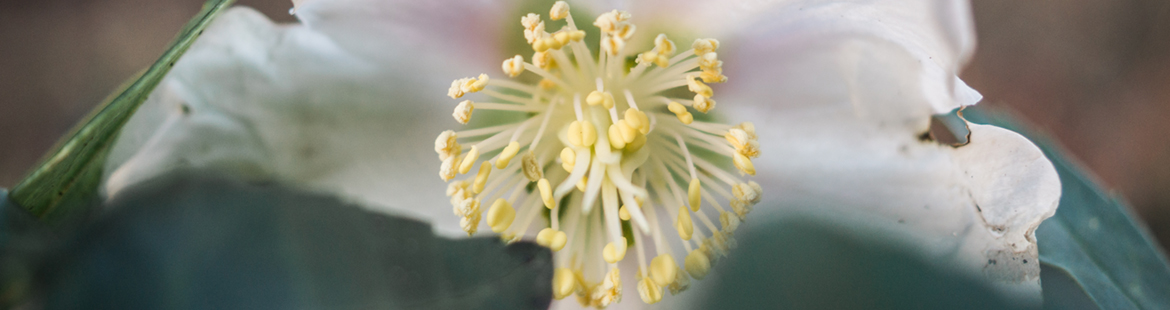 Frostigschöne Blütengrüße zu Beginn eines jeden neuen Jahres: Christrosen