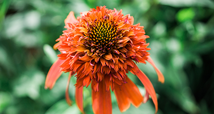 Langblühend und immunsystemstärkend: Der Sonnenhut (Echinacea)