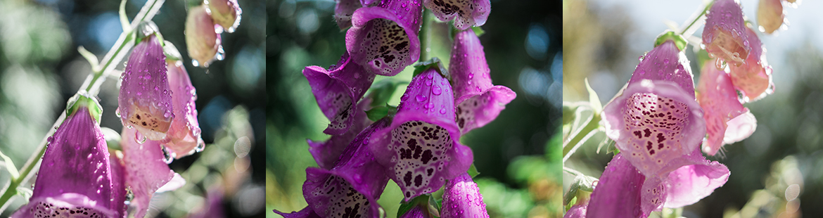 Vorsicht! Bildschön, aber giftig: Der Fingerhut (Digitalis)