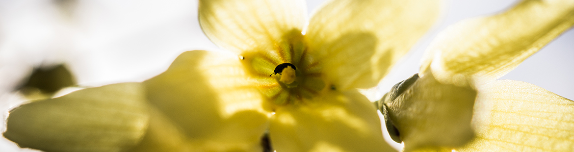 forsythie-forsythia-pflanzplanung