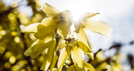 forsythie-forsythia-pflanzplanung